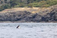 Orka